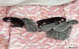 French Bulldog dogs for sale: 7 BEAUTIFUL FRENCHIE PUPPIES FOR SALE 🐾🐶  - Image 3