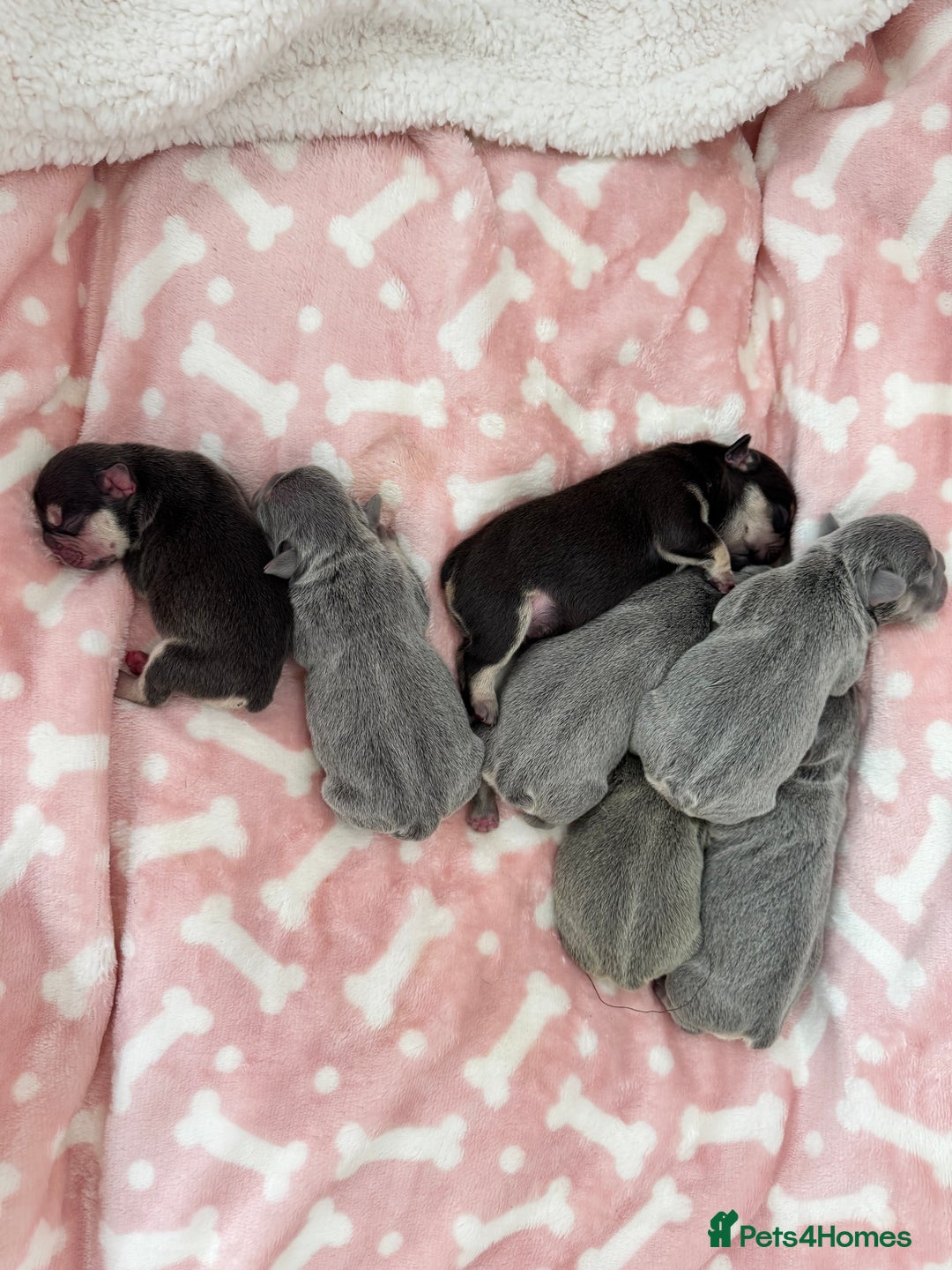French Bulldog dogs for sale: 7 BEAUTIFUL FRENCHIE PUPPIES FOR SALE 🐾🐶  - Image 3