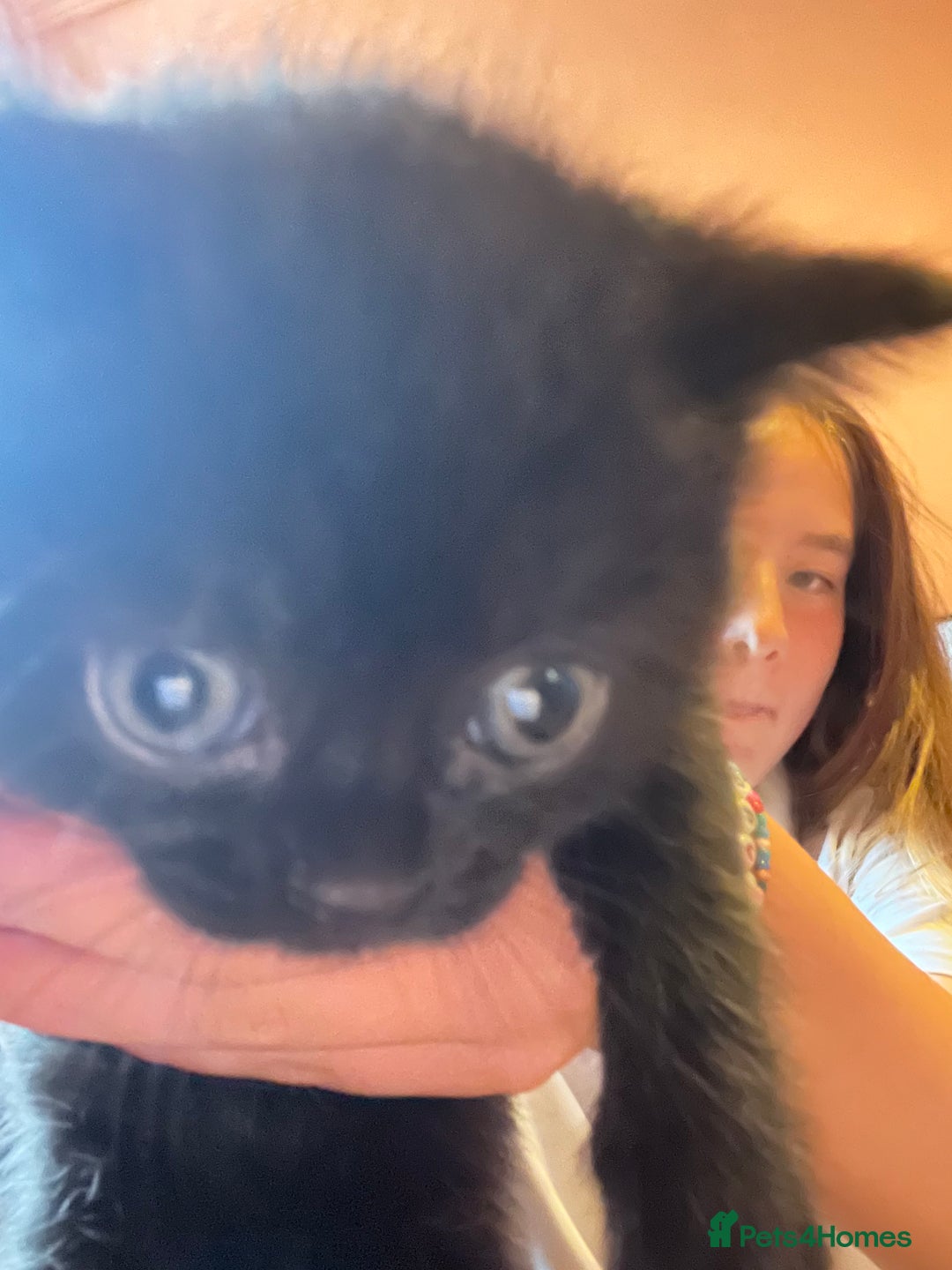 British Shorthair cats for sale: Two beautiful girl cats mum grey short haired  - Image 5