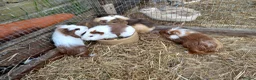 Guinea Pig rodents for sale: Baby  guinea pigs for sale  in Uckfield - Advert 2