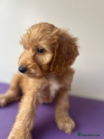 Cockapoo dogs Cockapoos ready now - Advert 3