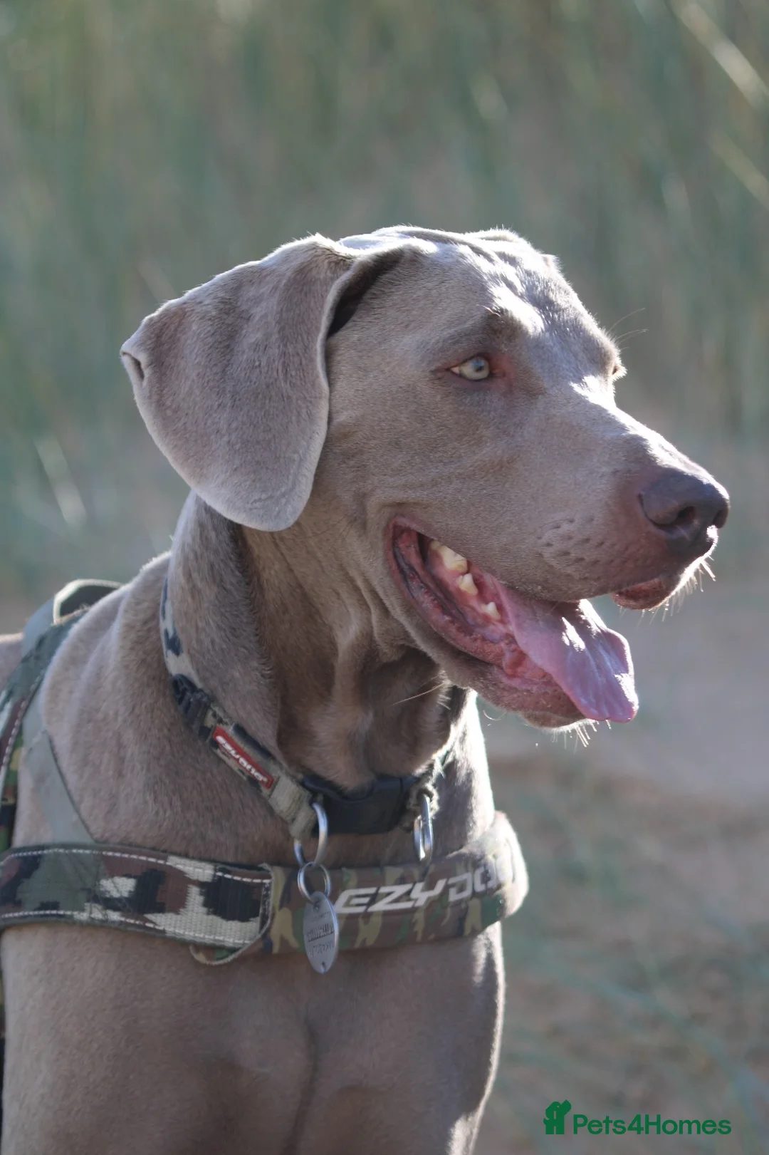 Weimaraner dogs for stud: Words of Wisdom in Bedford - Advert 8