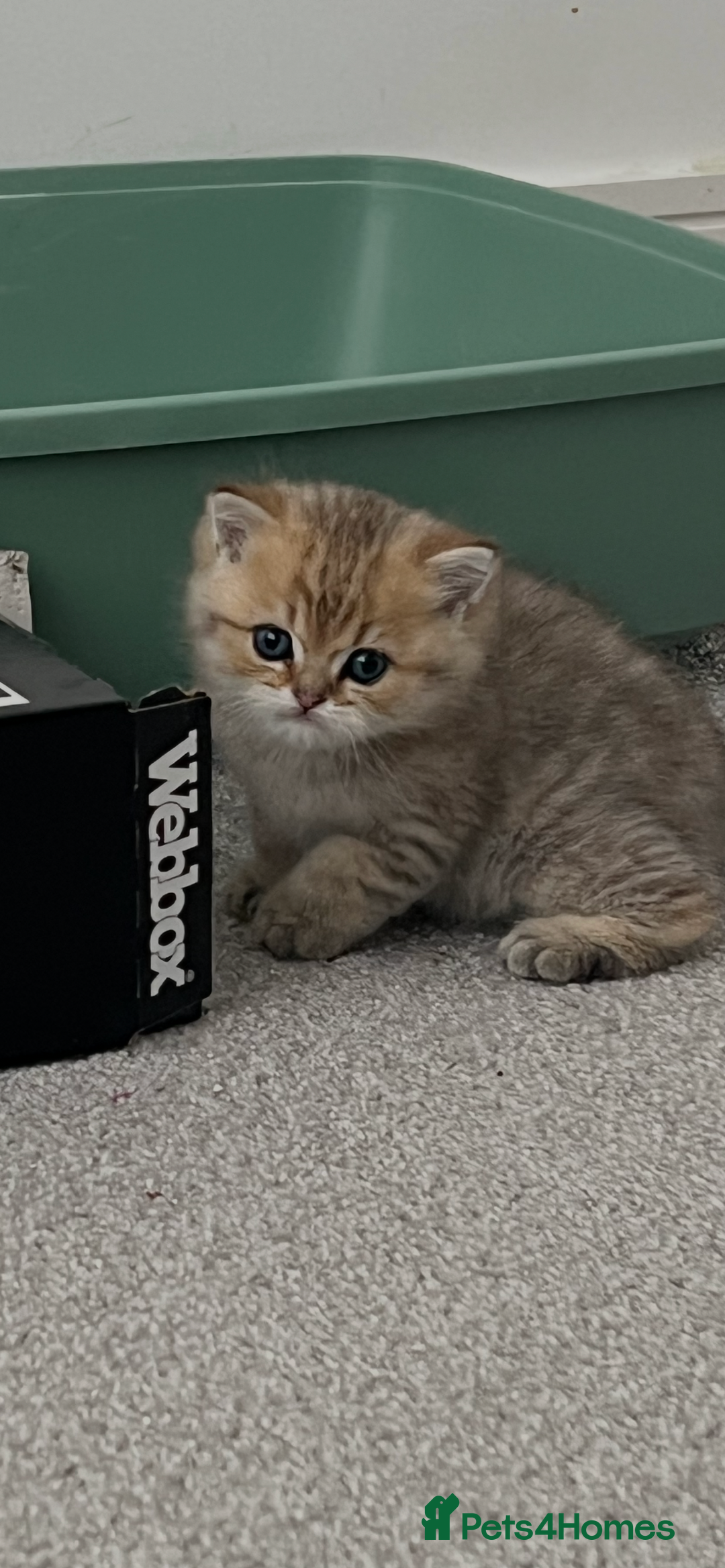 British Shorthair cats for sale: Two golden British Shorthair females - Advert 8