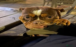 English Bulldog dogs for sale: dog for sale - Image 5