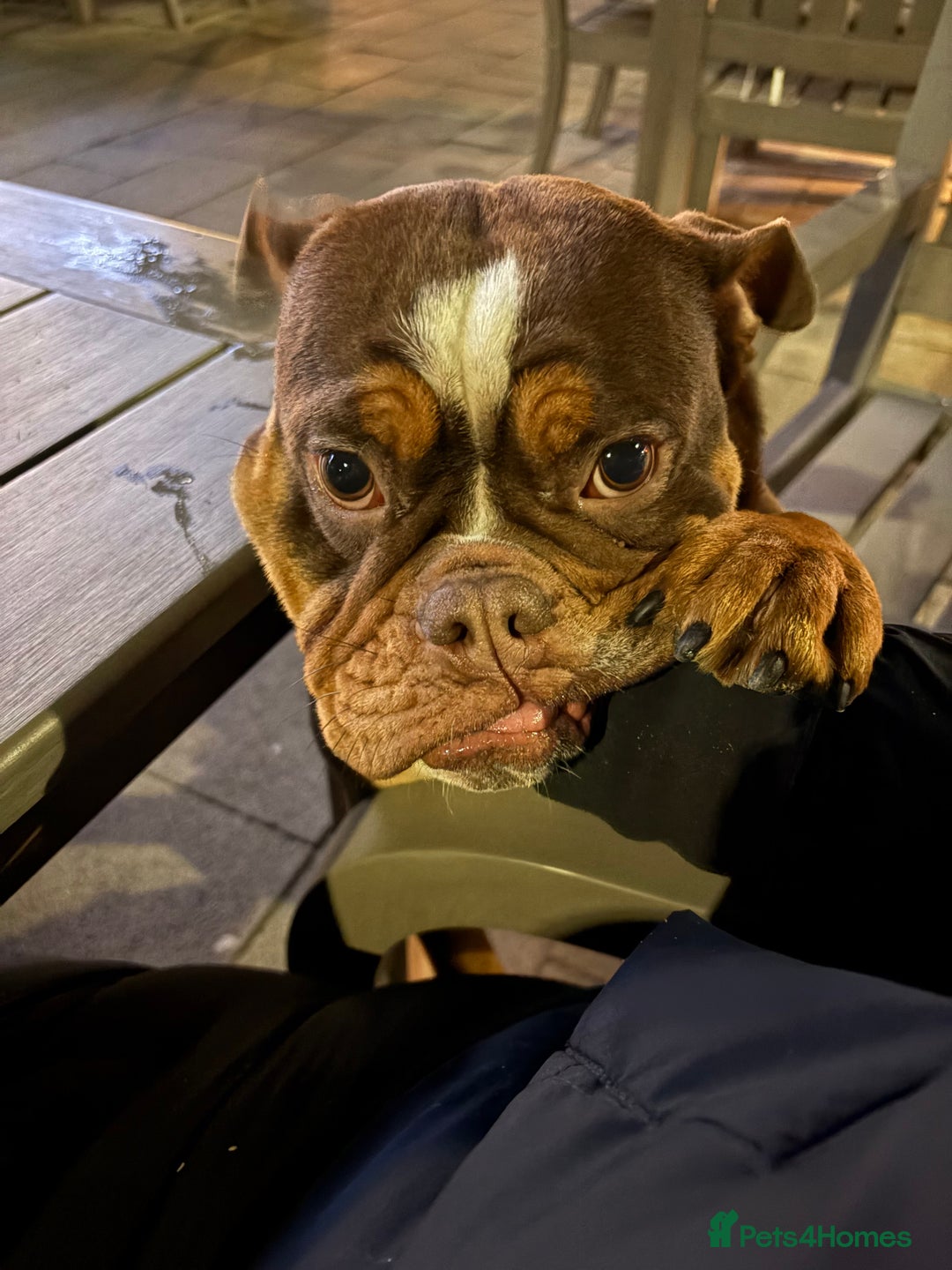 English Bulldog dogs for sale: dog for sale - Image 5