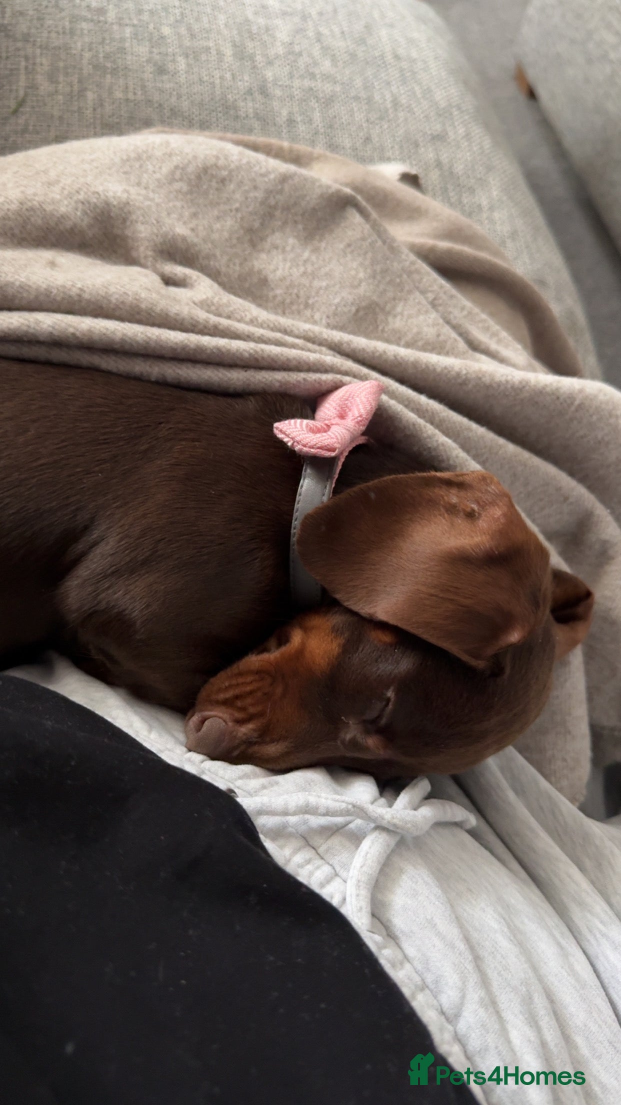 Miniature Dachshund dogs Miniature dachshund  - Advert 13