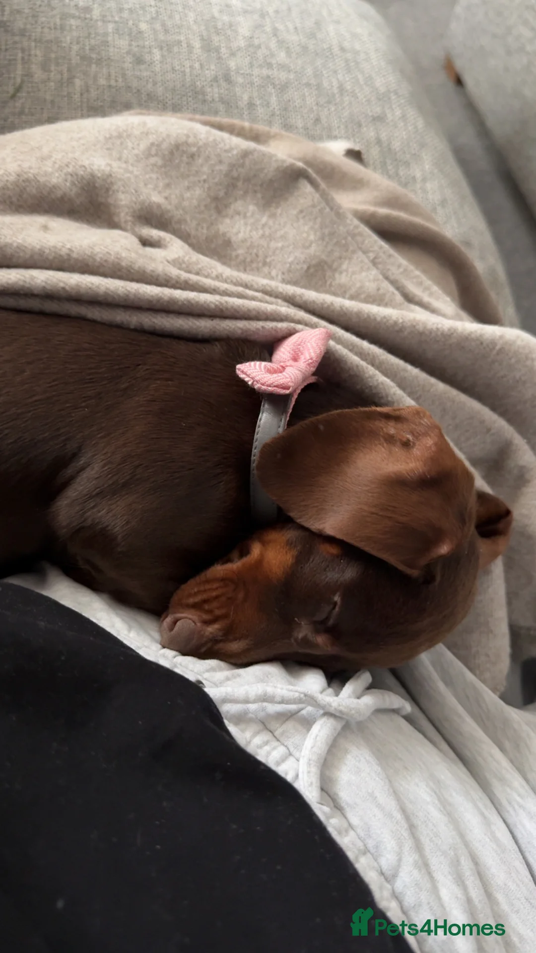 Miniature Dachshund dogs for sale: Miniature dachshund  - Advert 1