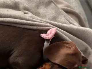 Miniature Dachshund dogs Miniature dachshund - Advert 13