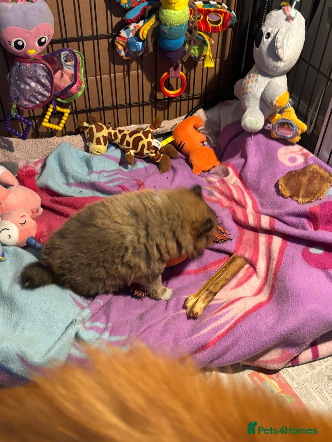 Shetland Sheepdog dogs for sale: Pretty Shetland sheepdog girl puppy  - Advert 5