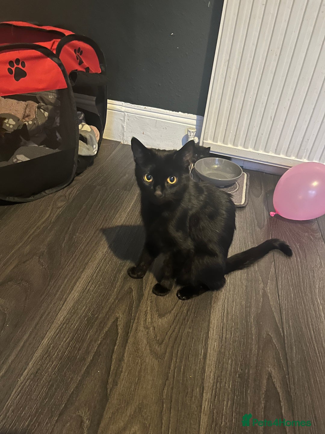 Mixed Breed cats for sale: 6 kittens for sale  - Image 10