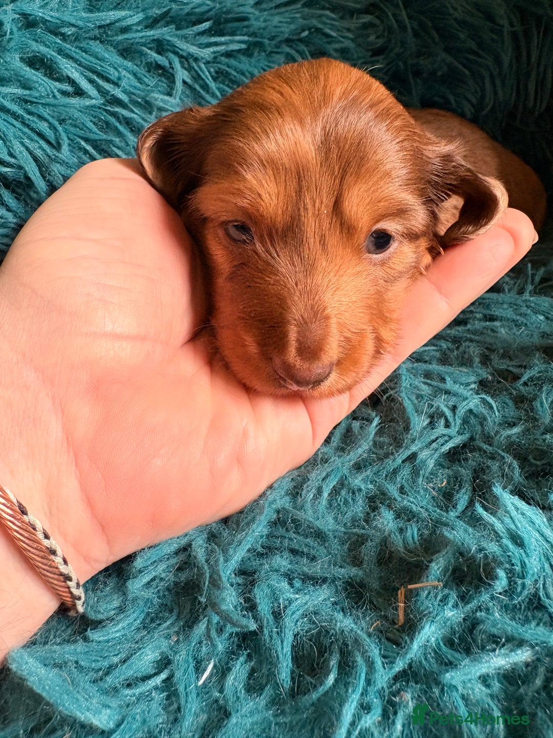 Dachshund dogs for sale: Miniature Smooth Haired Dachshunds  - Advert 13