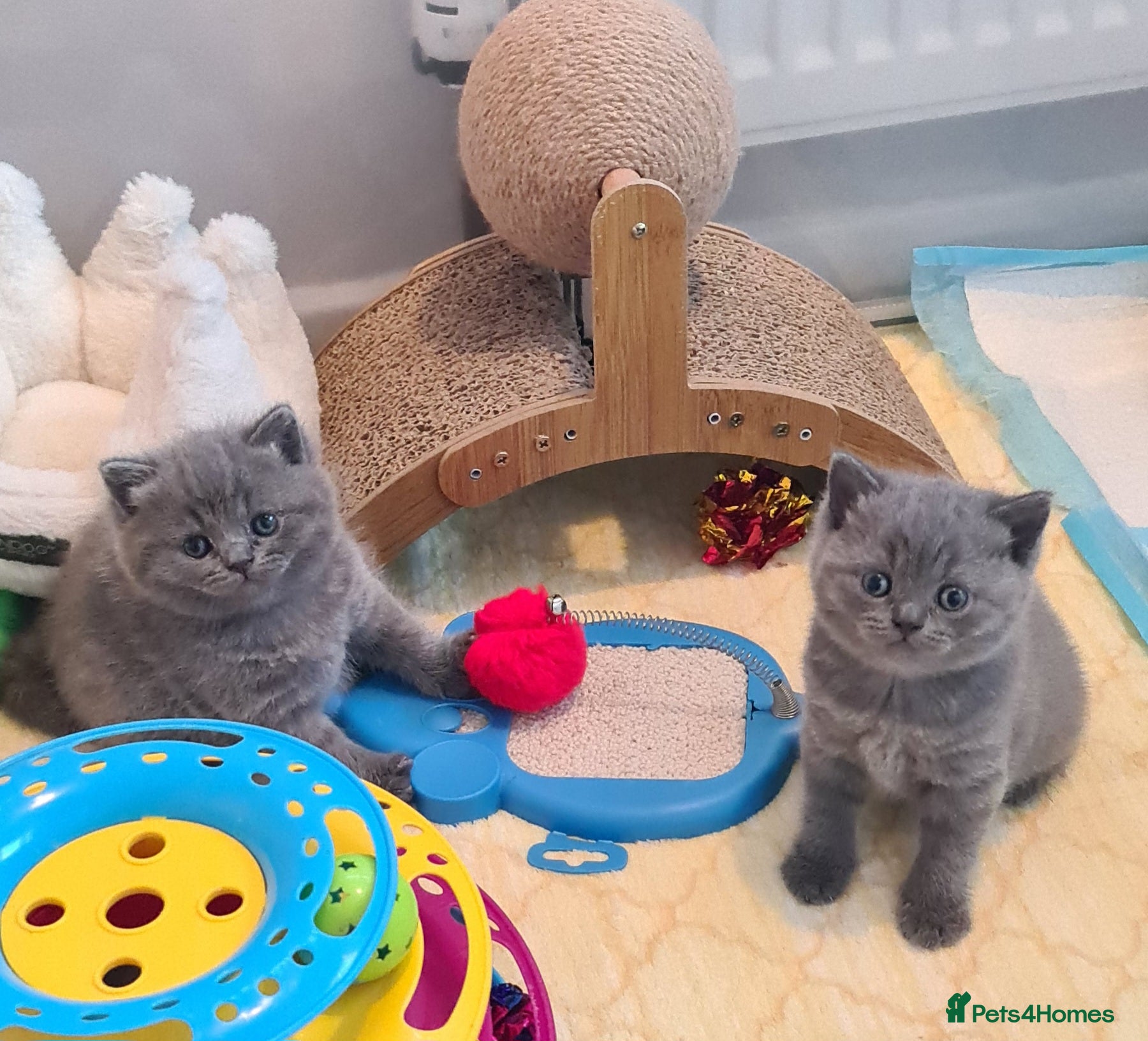 British Shorthair cats British ShortHair Kittens 💝GCCF  - Advert 1