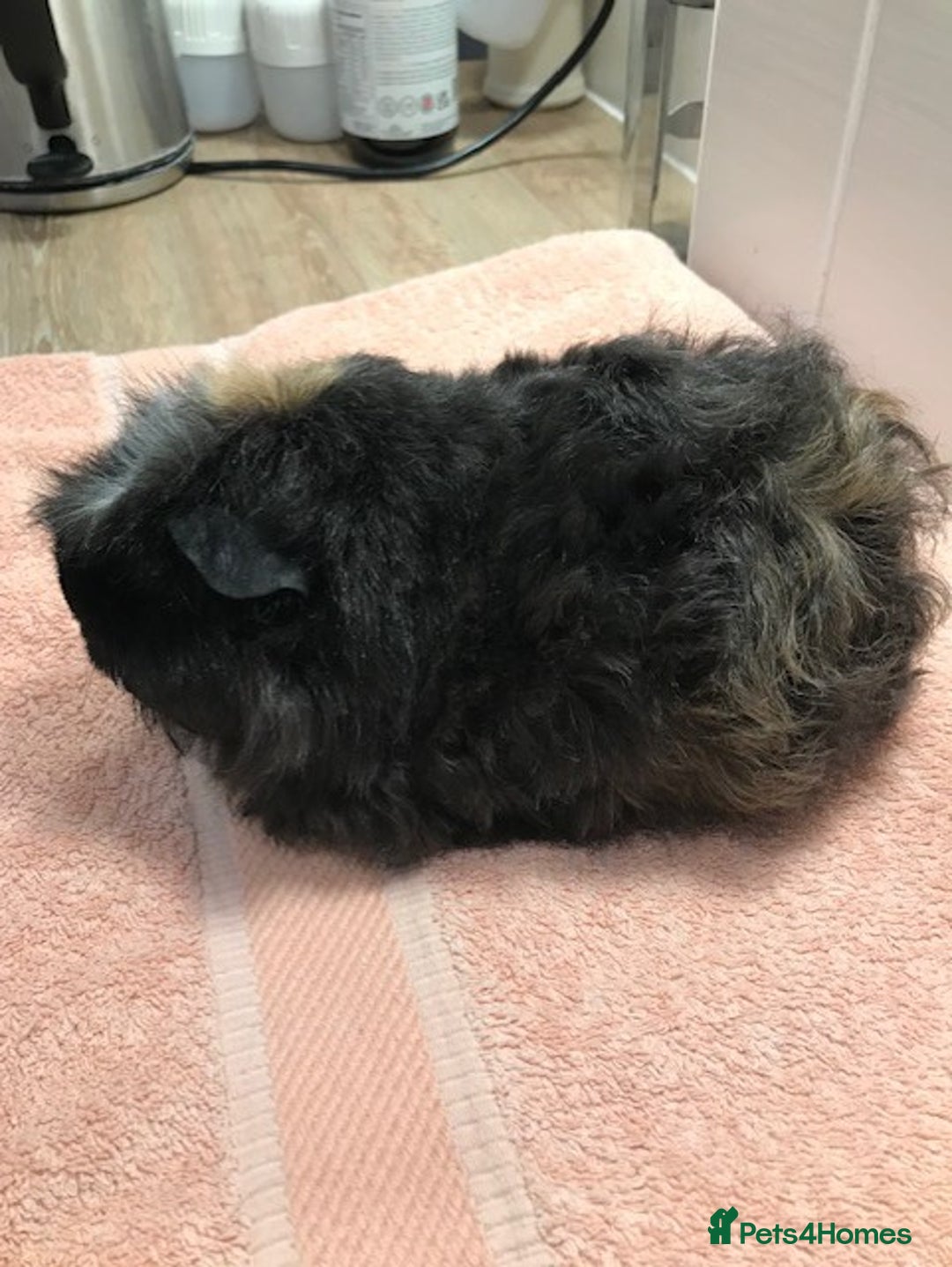 Guinea Pig rodents for sale: Beautiful Pigs - Boars, Sows, Pairs and Single - Advert 4