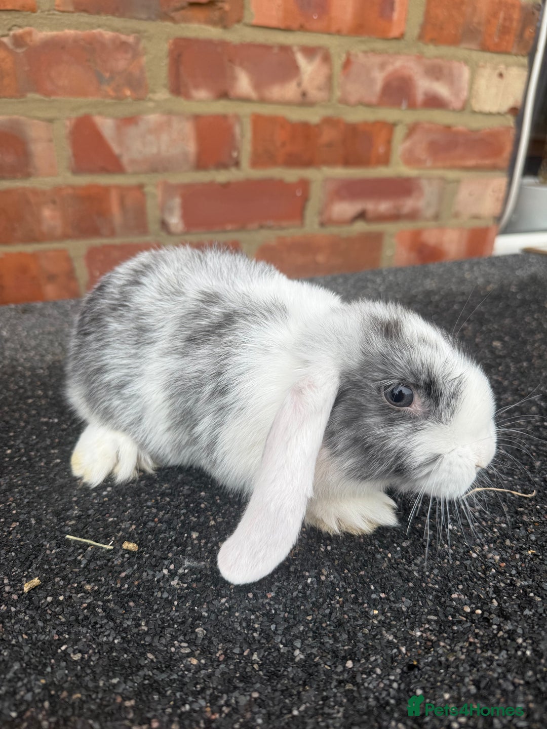 Mixed Breed rabbits for sale: Stunning mixed breed rabbits females  - Image 5