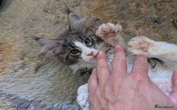 Maine Coon cats for sale: Maine Coon Kittens GCCF - Image 6