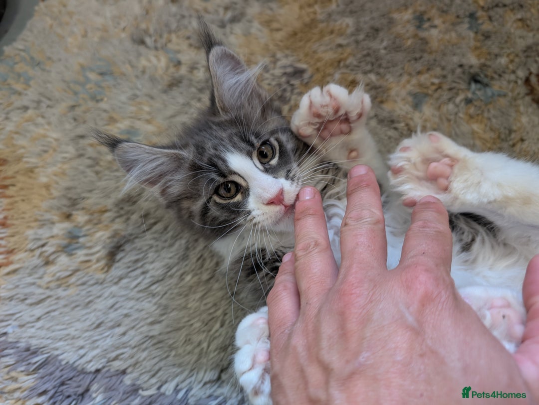Maine Coon cats for sale: Maine Coon Kittens GCCF - Image 6
