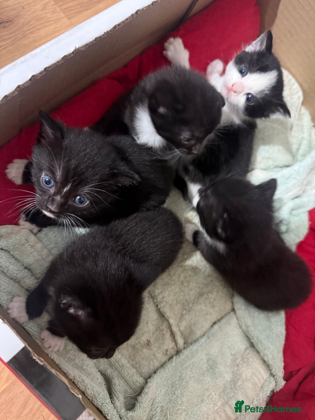 Korat cats for sale: Cute playful kittens ready for their new home 🖤🤍 - Advert 39