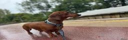 Dachshund dogs for stud: Dachshund for studding  - Advert 7