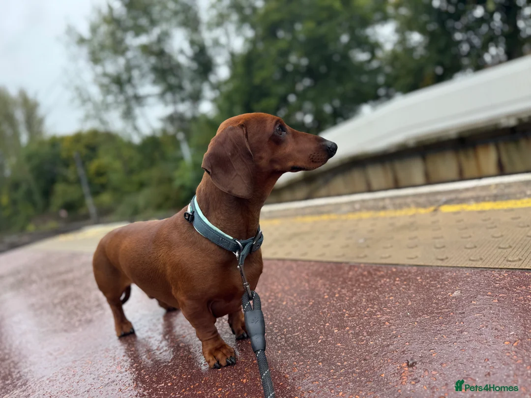 Dachshund dogs for stud: Dachshund for studding  - Advert 7