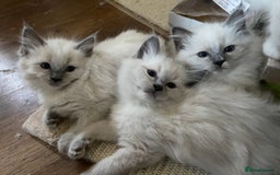 Ragdoll cats for sale: Adorable Pedigree Ragdoll Kittens Available 🐾 - Image 22