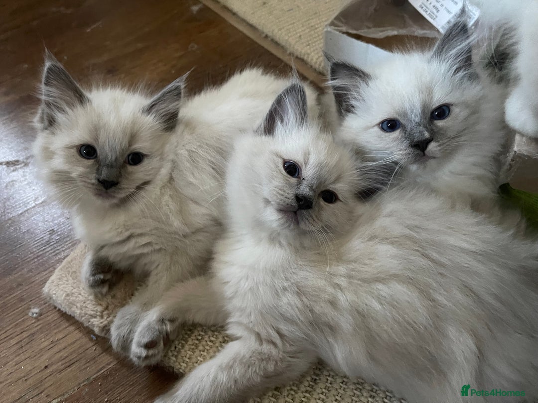 Ragdoll cats for sale: Adorable Pedigree Ragdoll Kittens Available 🐾 - Image 22