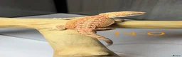 Bearded Dragon reptiles for sale: Baby Bearded Dragons available  - Advert 19