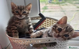 Bengal cats for sale: Black and charcoal Bengal kittens  - Image 7
