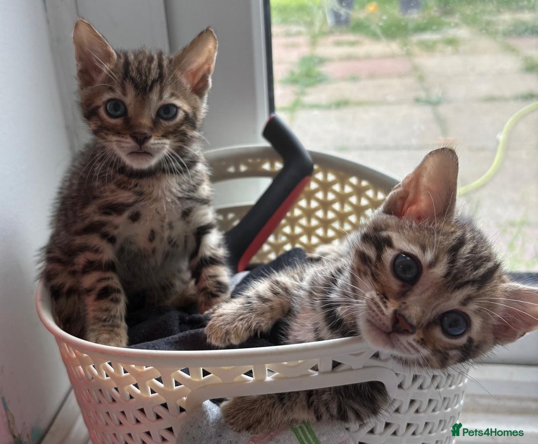Bengal cats for sale: Black and charcoal Bengal kittens  - Image 7