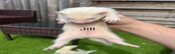 Ferret rodents for sale: 2 Hobs 1 Jills all albino ready to go  - Advert 3