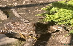 Pheasants poultry for sale: Himalayan monal pheasants  - Image 7