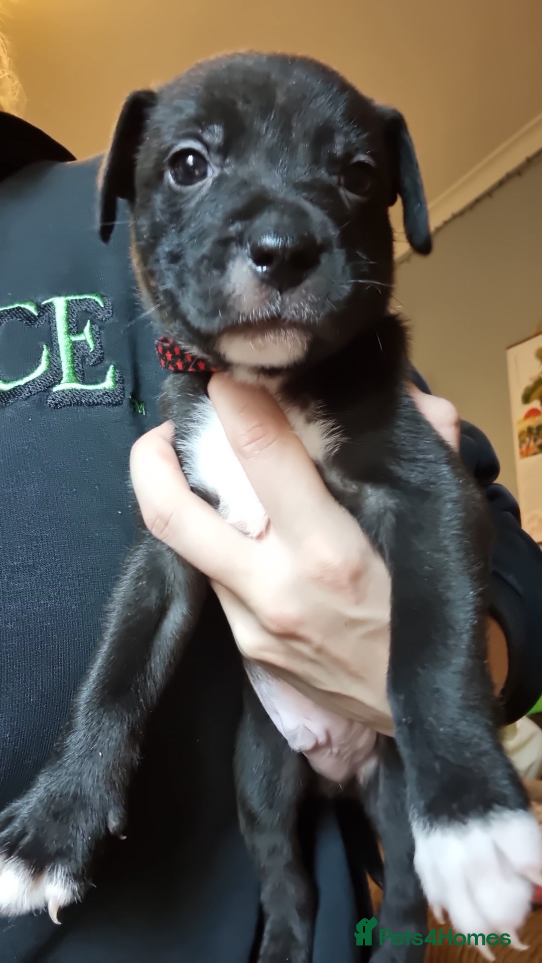 Mixed Breed dogs for sale: 3 boys left! Staff x Puppies  - Image 10