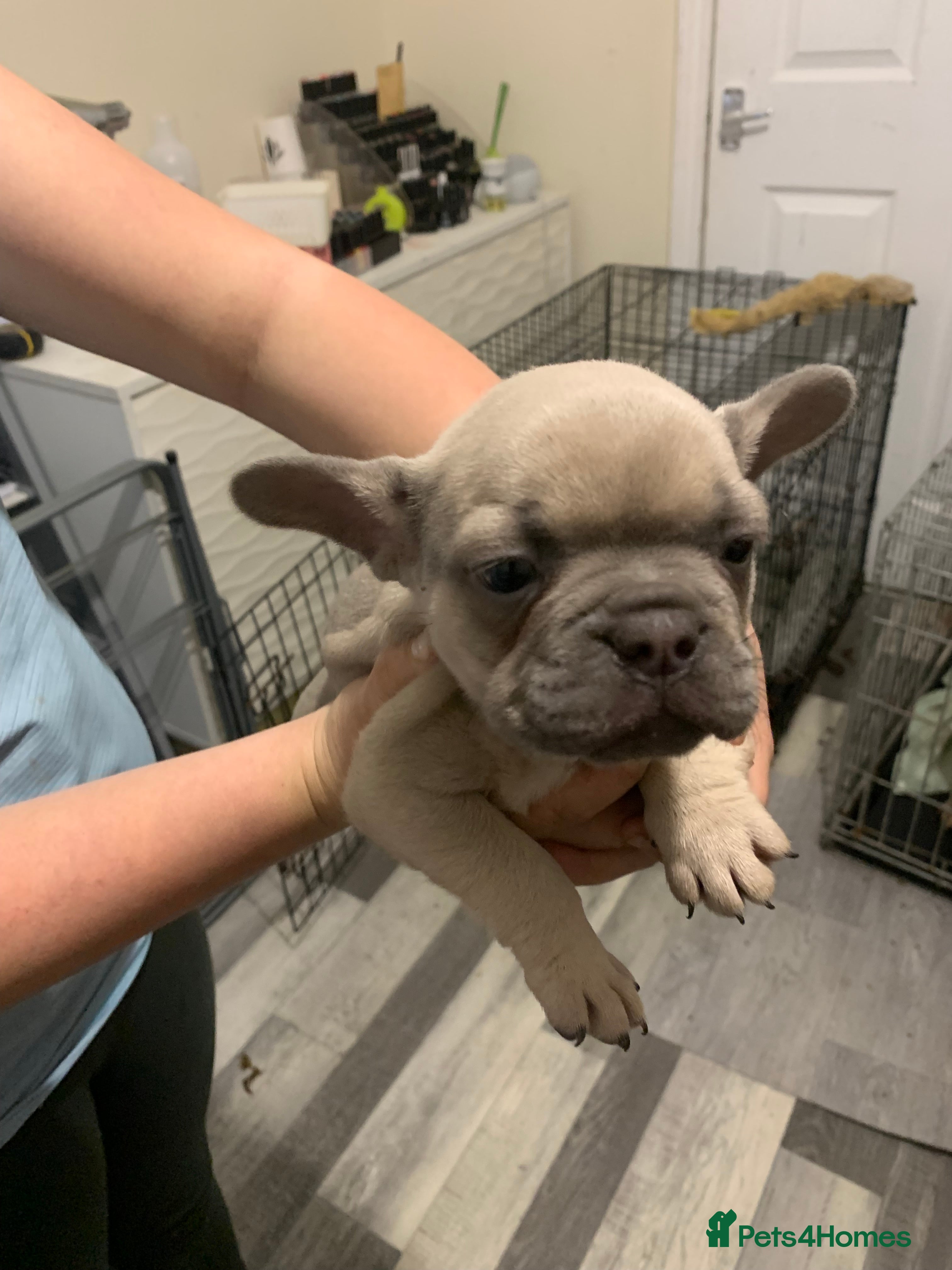 French Bulldog dogs French bulldogs  - Advert 8