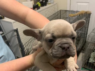 French Bulldog dogs French bulldogs - Advert 16