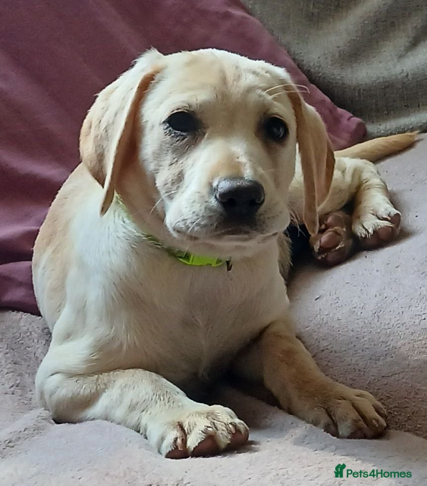 Labrador Retriever dogs Gorgeous yellow labrador puppies - Advert 2