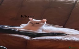 British Shorthair cats for sale: British short hair pure breed - Image 24