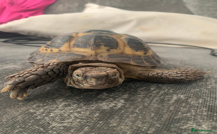 Tortoise reptiles - Advert 1