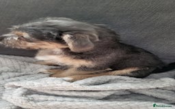 Mixed Breed dogs for sale: Jack russel cross pomeranian puppies  - Image 8