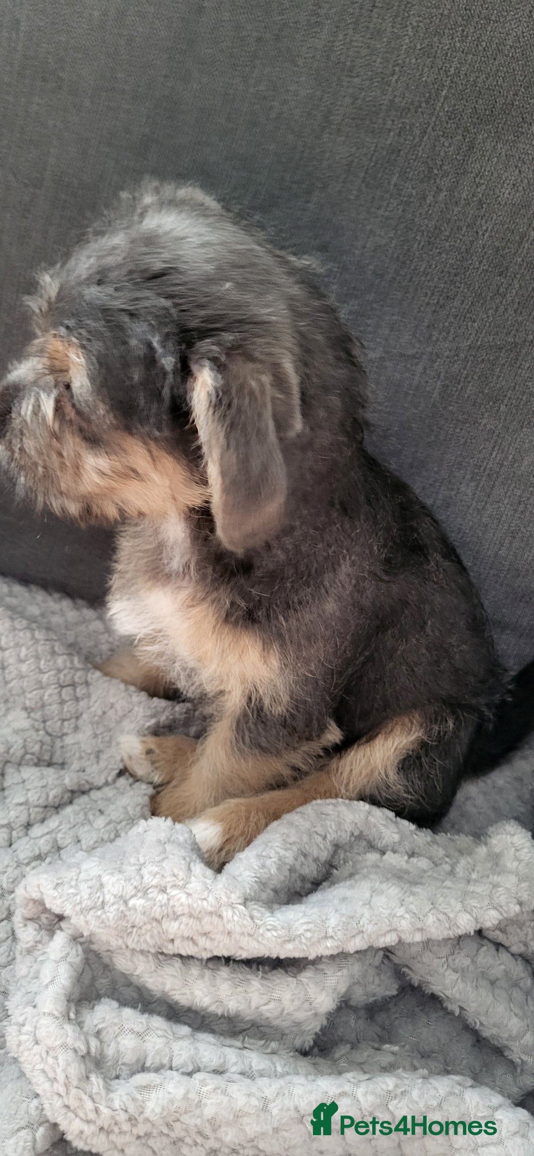 Mixed Breed dogs for sale: Jack russel cross pomeranian puppies  - Image 8