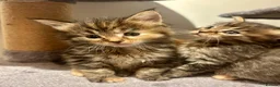 Ragcoon cats for sale: Beautiful Ragcoon kittens 🐱  - Advert 12