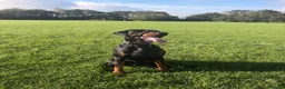 Dobermann dogs for stud: Diablo for stud - Advert 3