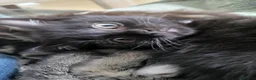 Domestic Shorthair cats for sale: Female - Advert 7