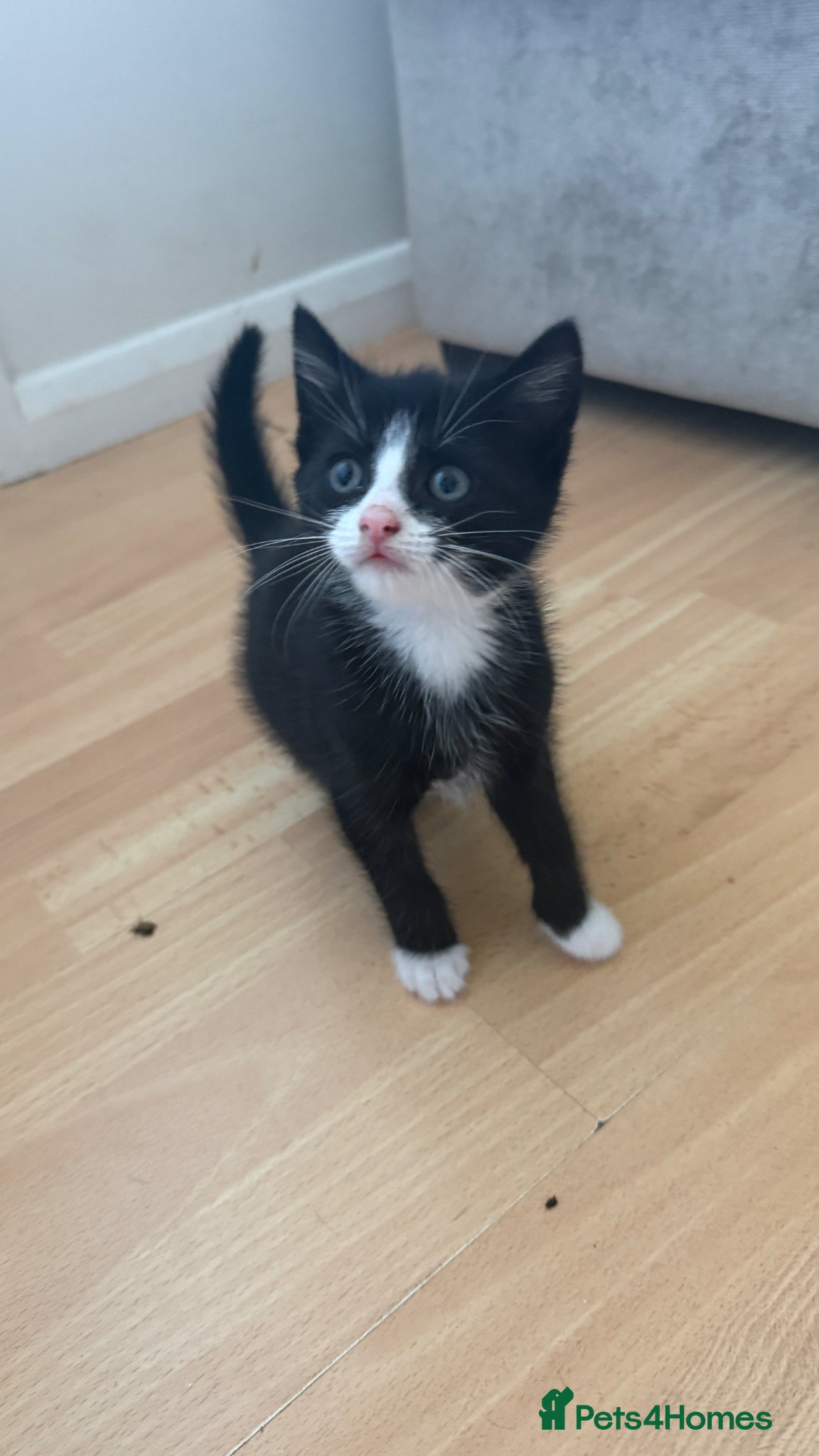 British Shorthair cats Beautiful black-and-white kitten - Advert 6