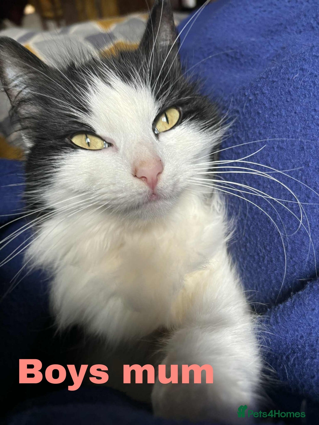 Mixed Breed cats for sale: Batman, Robin and Princess Noodle - Advert 2