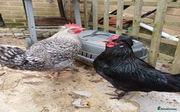 Chickens poultry for sale: 2 young roosters to go to loving home - Advert 2