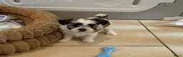 Morkie dogs for sale: RARE TOY Biewer Maltese (BIEWER MORKIE) - Advert 24