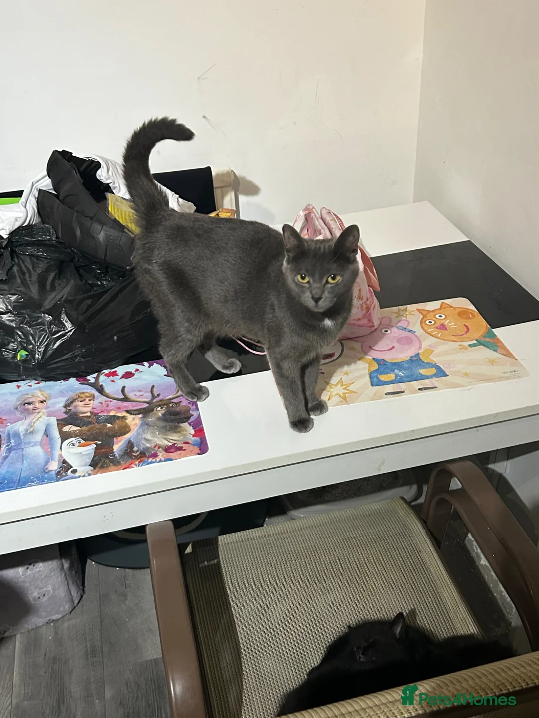 Mixed Breed cats for sale: 9 weeks old male kittens in Worksop - Advert 4