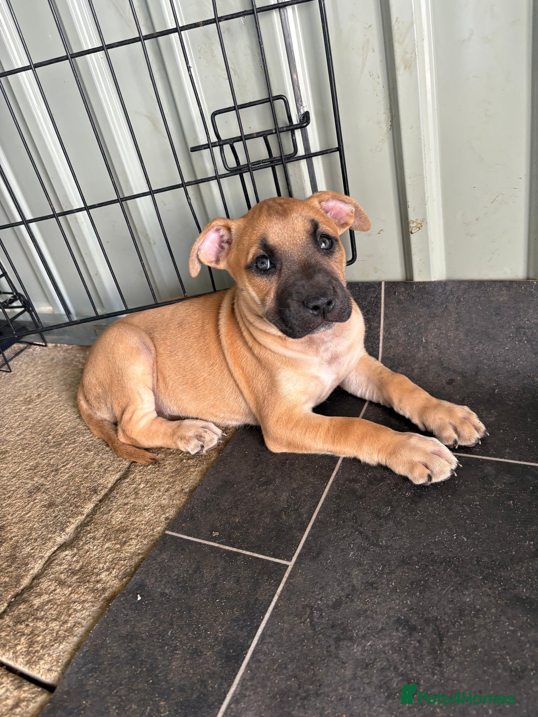 Mixed Breed dogs for sale: Bull Herder pups for sale  - Image 11
