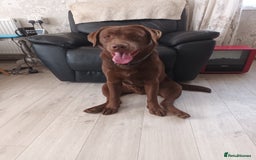 Labrador Retriever dogs for sale: Chocolate labarador  - Image 3