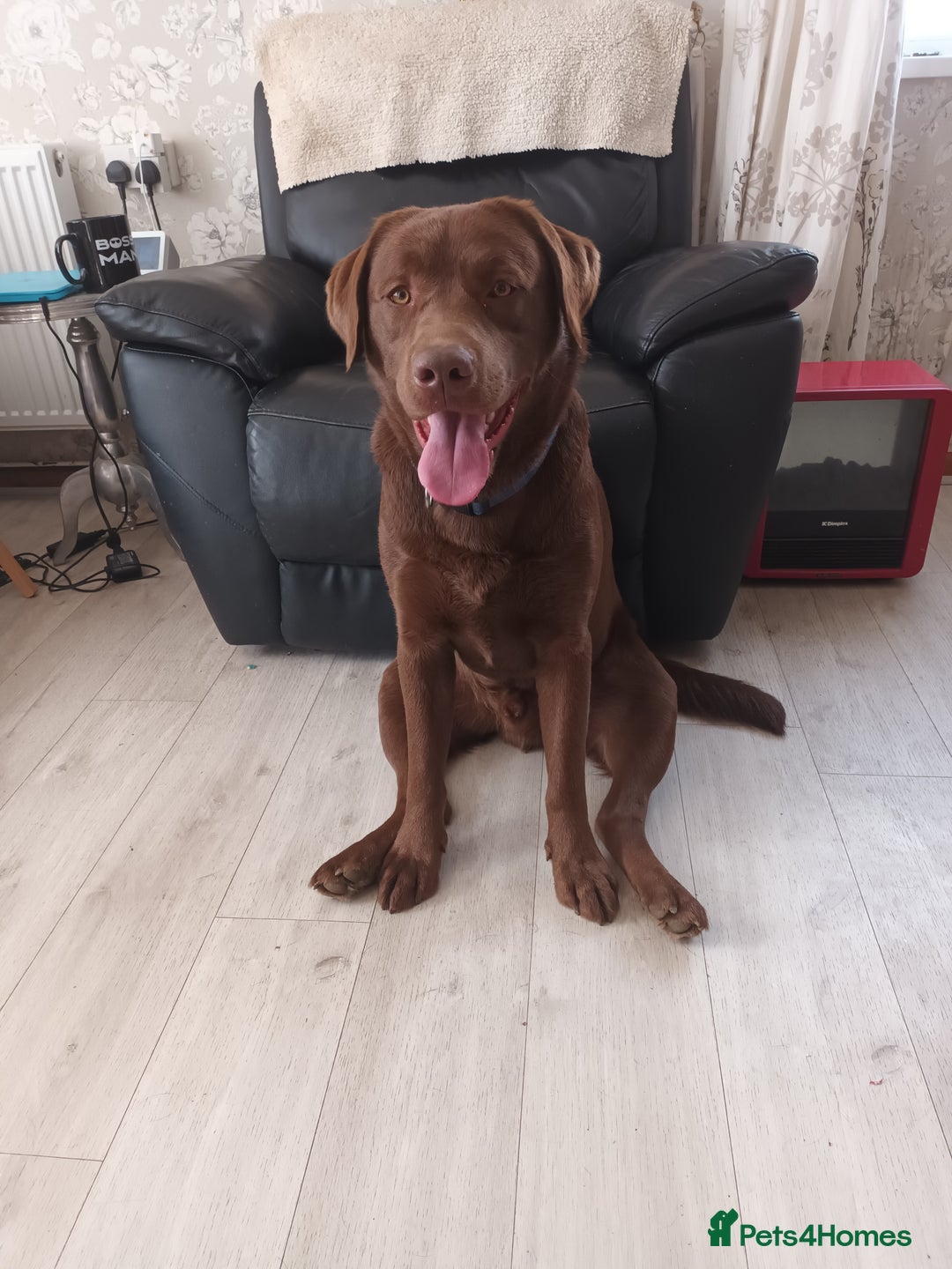 Labrador Retriever dogs for sale: Chocolate labarador  - Image 3