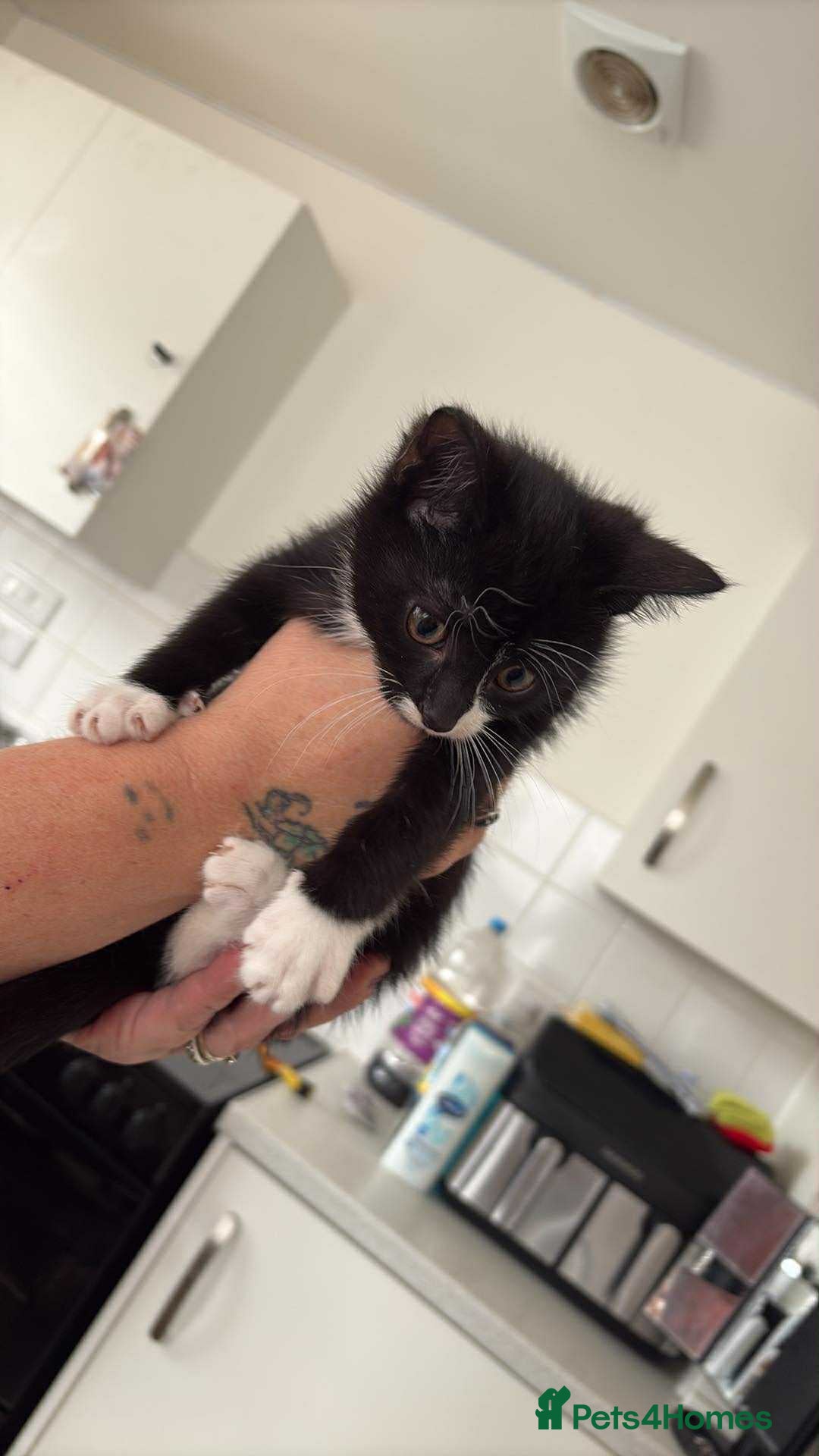 Mixed Breed cats for sale: 4 kittens - Image 6